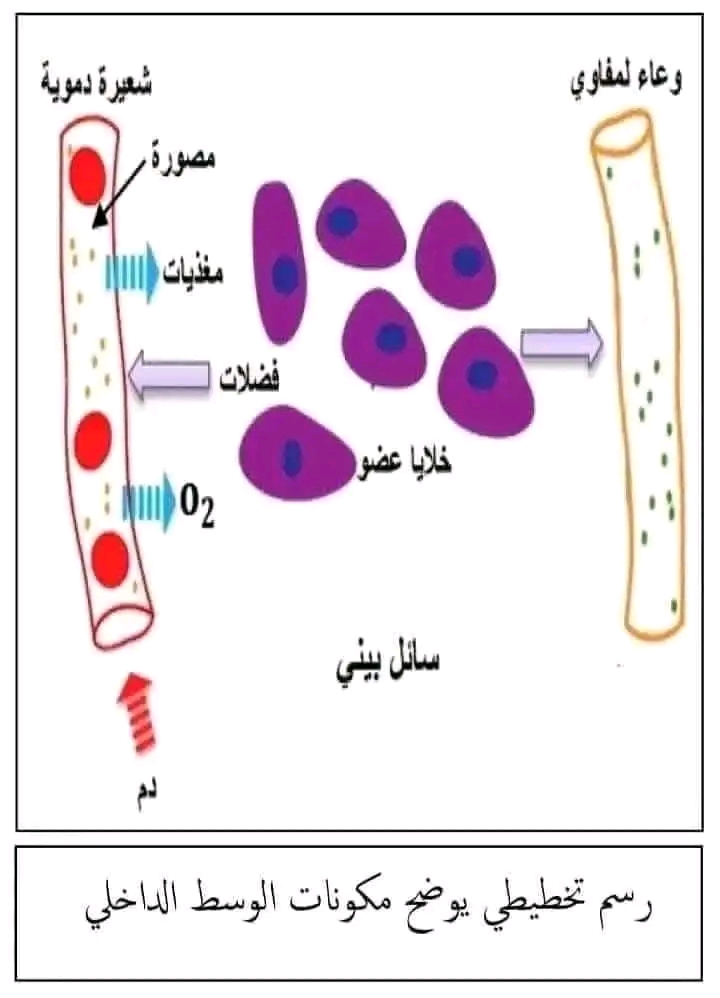 رسم تخطيطي يوضح مكونات الوسط الداخلي للسنة الرابعة 4 متوسط علوم طبيعية