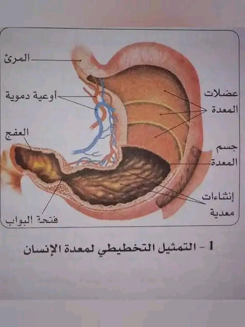 رسم تخطيطي تمثيل لمعدة الإنسان علوم رابعة 4 متوسط التمثيل التخطيطي للمعدة